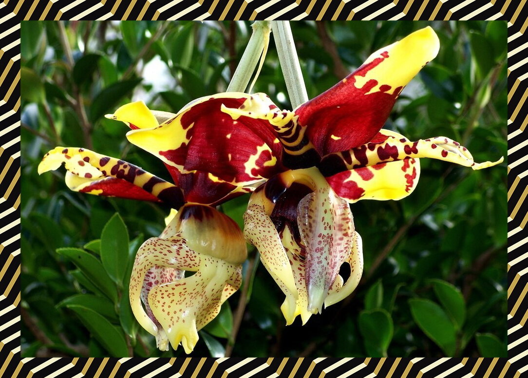Стангопея Тигрина Орхидея
