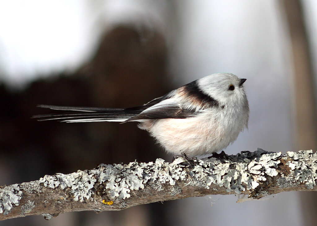Длиннохвостая синица. Источник фото: gribnik-rossii.ru
