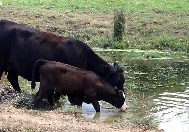 Корова не пьет. Корова пьет воду. Корова в воде. Коровы пьют из водоема. Корова пьет.