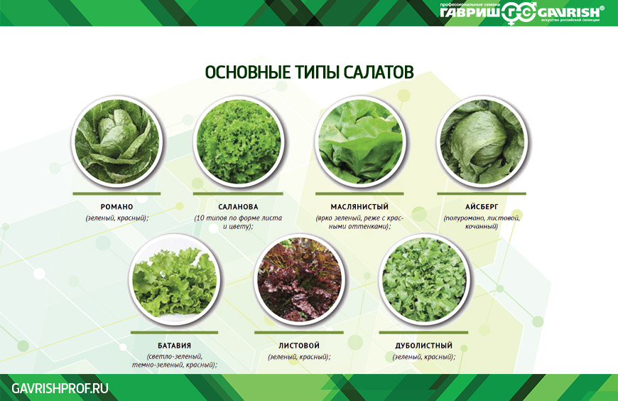 Виды зеленых салатов фото Родинний Клуб: Все виды салатов Gourmet recipes, Herbs, Beautiful food