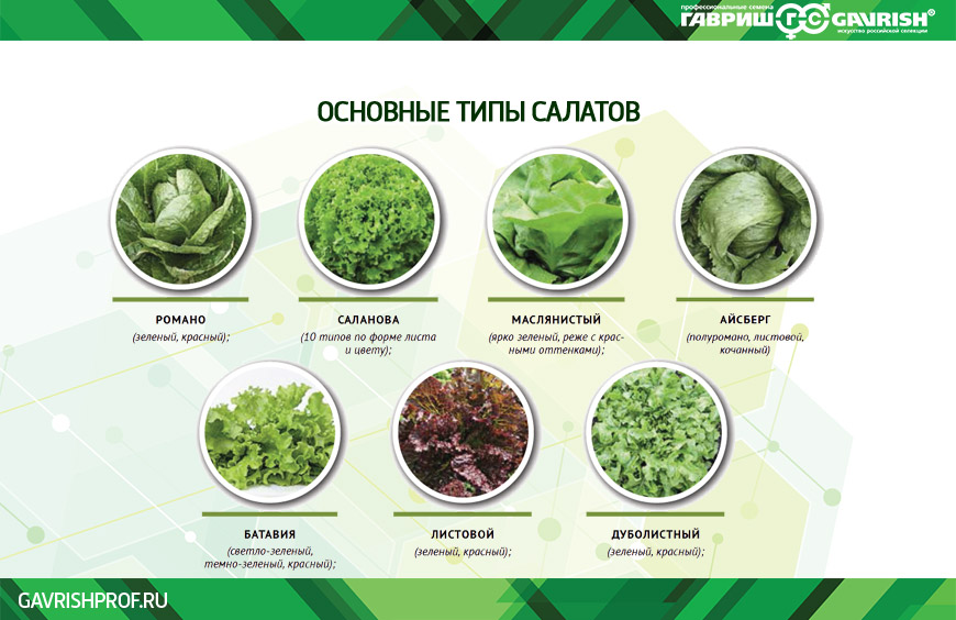 Выращивание салата Vegetable planting guide, Planting vegetables, Growing vegeta