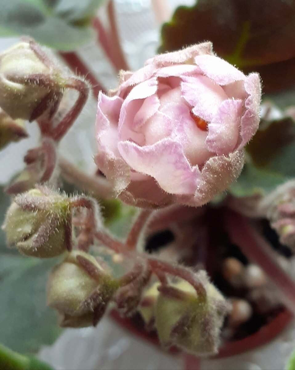 Розовая жемчужина пеларгония фото и описание сорта