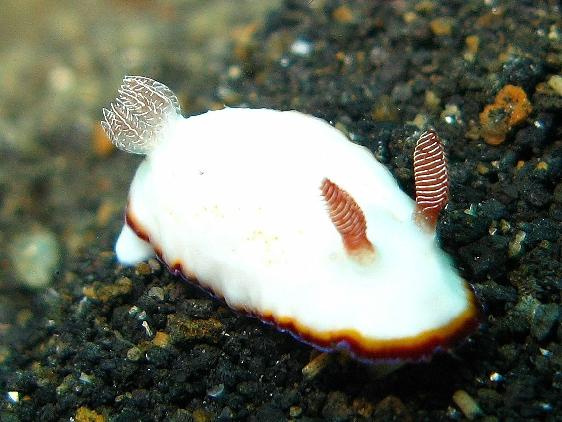 Jorunna Parva. СЛИЗЕНЬ Jorunna Parva. Морской кролик, Jorunna Parva.. Голожаберный моллюск Jorunna Parva. Морской кролик домашний