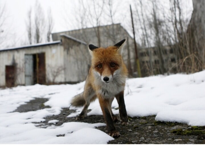 Лиса в Чернобыле