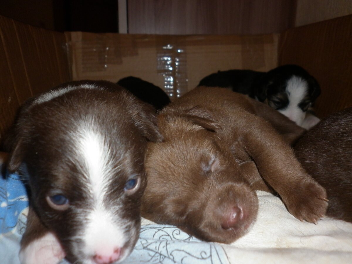 Справа лежит Шоколадка, потом познакомлю с ней поближе. Весна 2012 г. Фото автора.