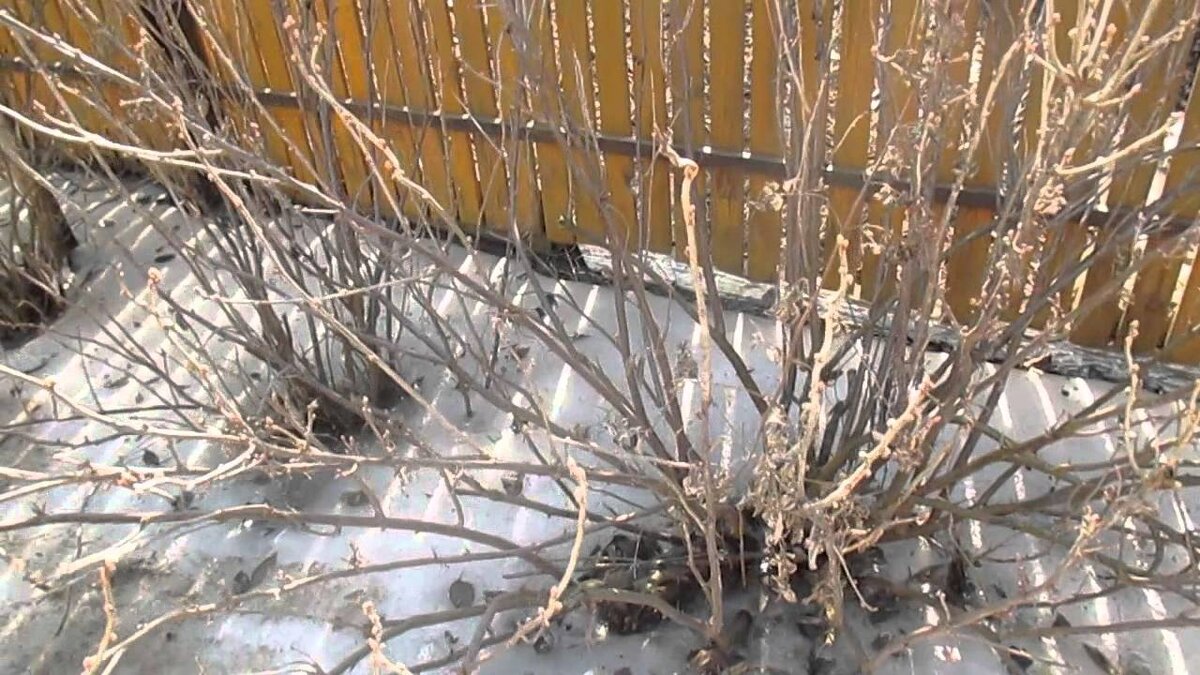                                                       фото с сайта Яндекс-картинки