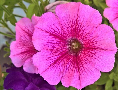 Простите что использую не своё фото, удалила когда чистила память ноутбука.