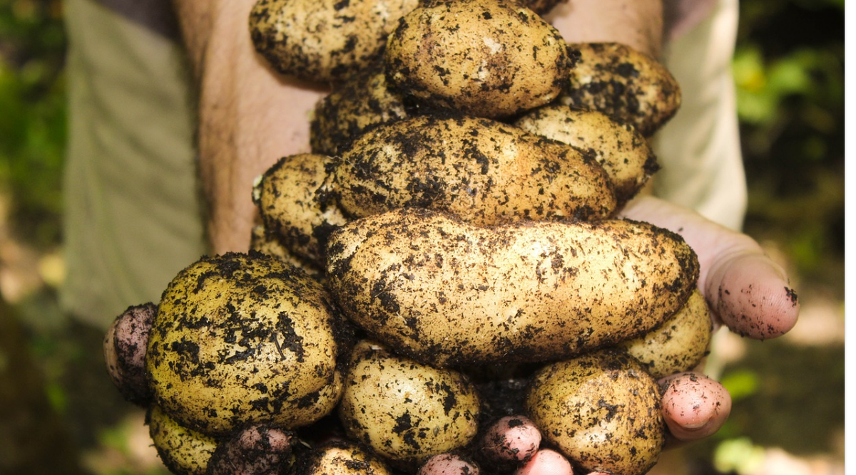 Выращивание Картофеля: Простые советы по выращиванию крупного картофеля у себя на участке