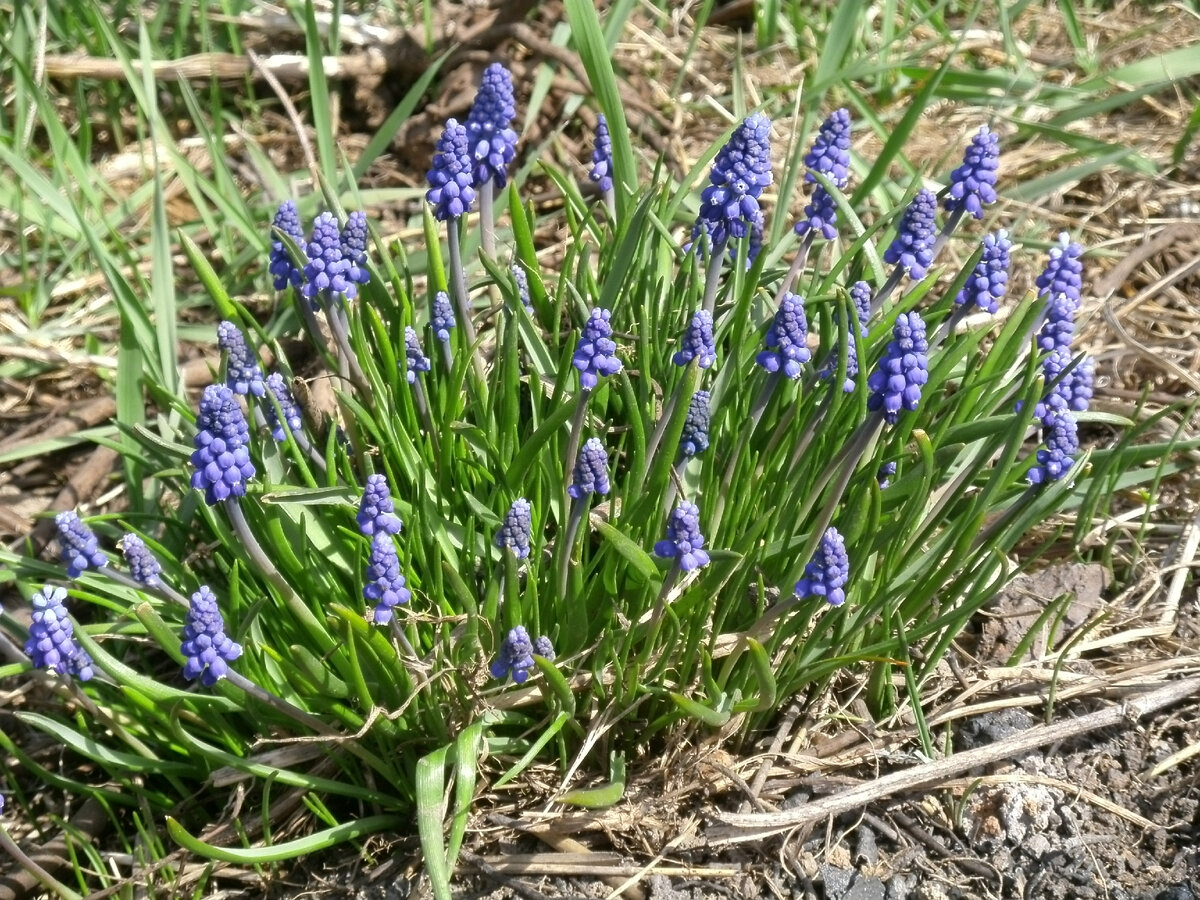 мускари армянский