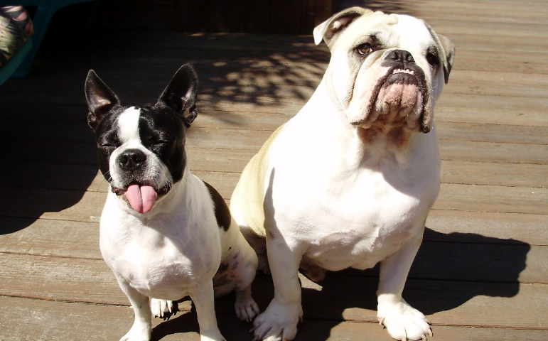 Imgur Bulldog, English bulldog, Bulldog puppies