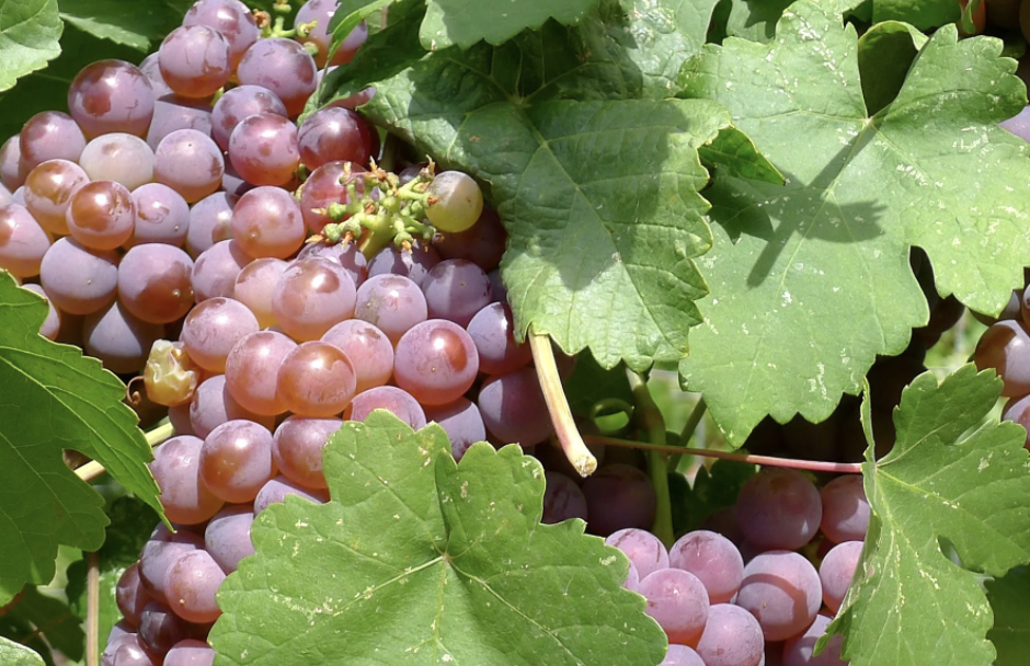3 способа ускорить подношение винограда