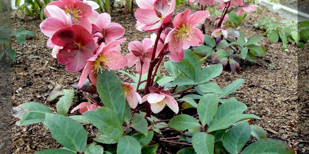 Самые красивоцветущие теневыносливые многолетники для старого сада, затемненных мест и влажных почв