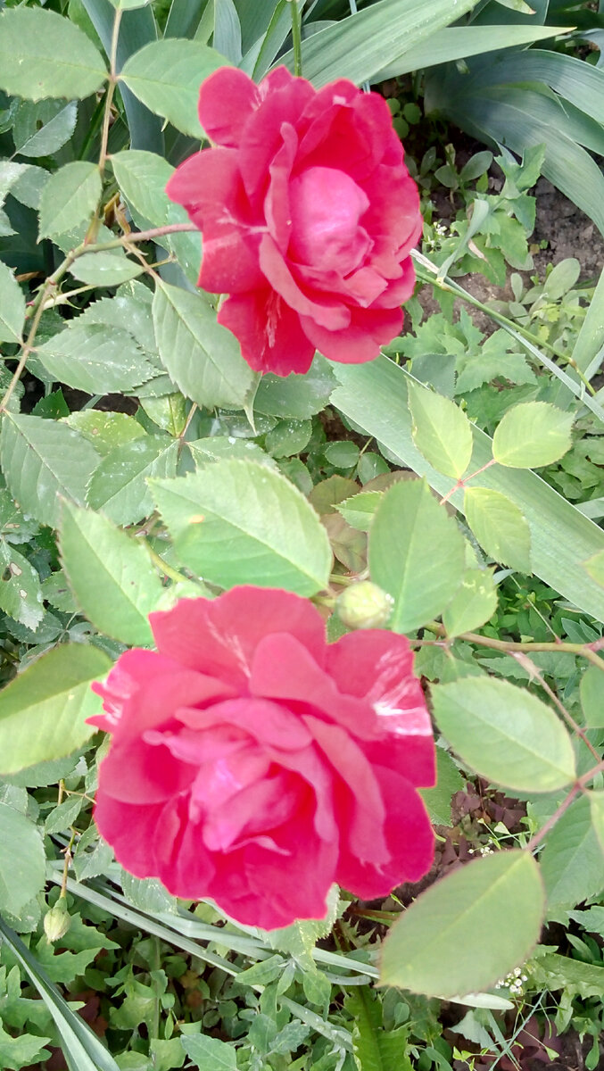 Из горшочка -  на клумбу. Фото автора.