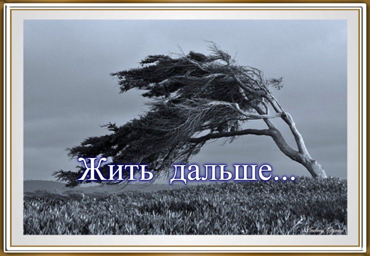 Там сильные ветра. Дерево на ветру. Сильный ветер деревья. Дерево от ветра. Дерево под ветром.