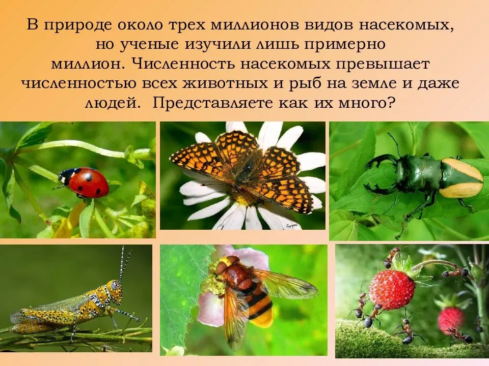 проект про насекомых. доклад о насекомых. презентация на тему насекомые. проект насекомые. насекомые 1 класс окружающий мир.