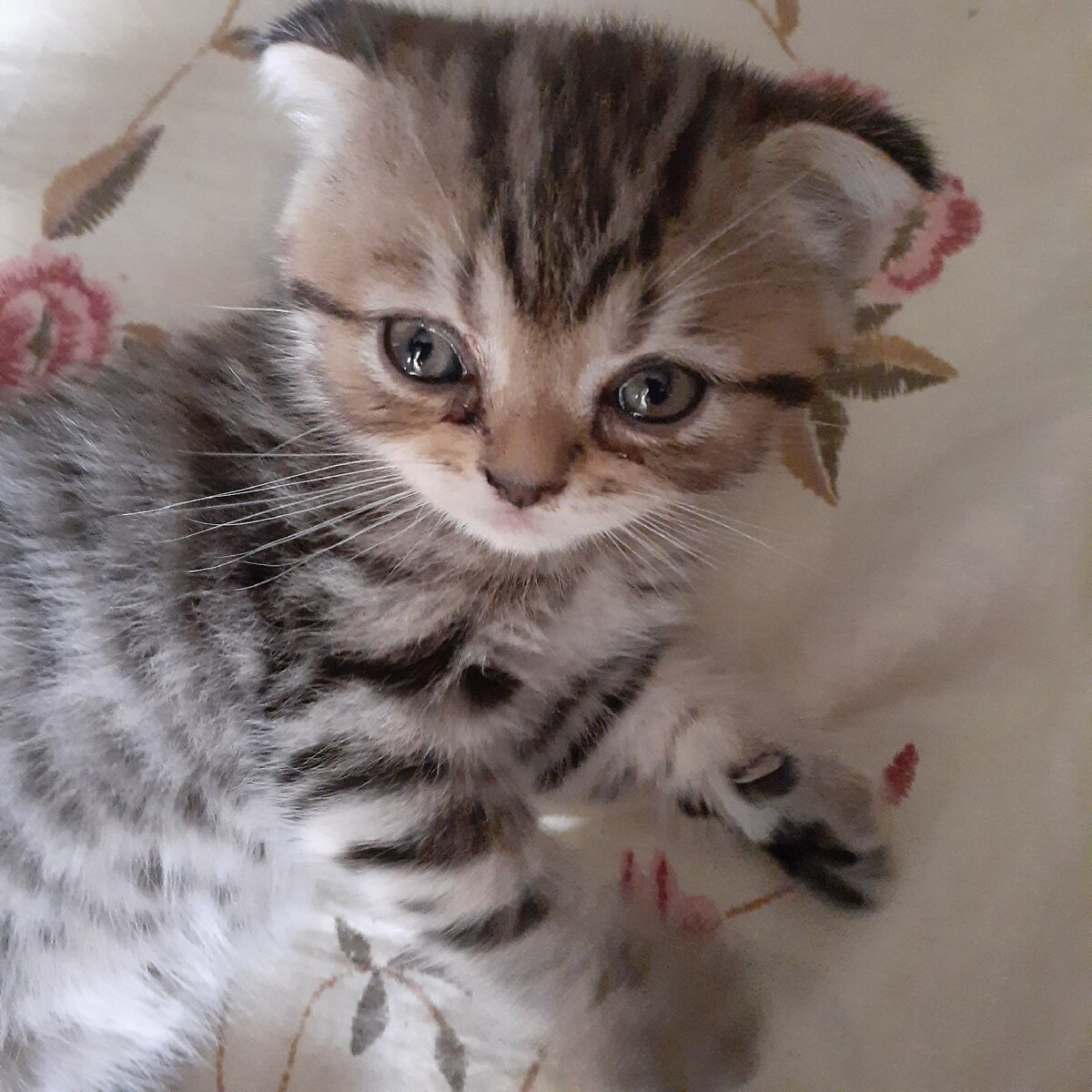 Масе 5 недель