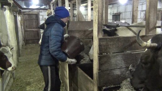 Деревня эммануйловка курской области льговский район. В курской деревне дзен последнее видео. В курской деревне дзен последнее видео. Красная корова в деревне. Деревенская глубинка 2 сезон.