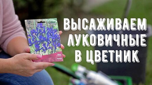 Посадка луковичных растений. Создаем цветник из луковичных. Сажаем тюльпаны, нарциссы, крокусы.