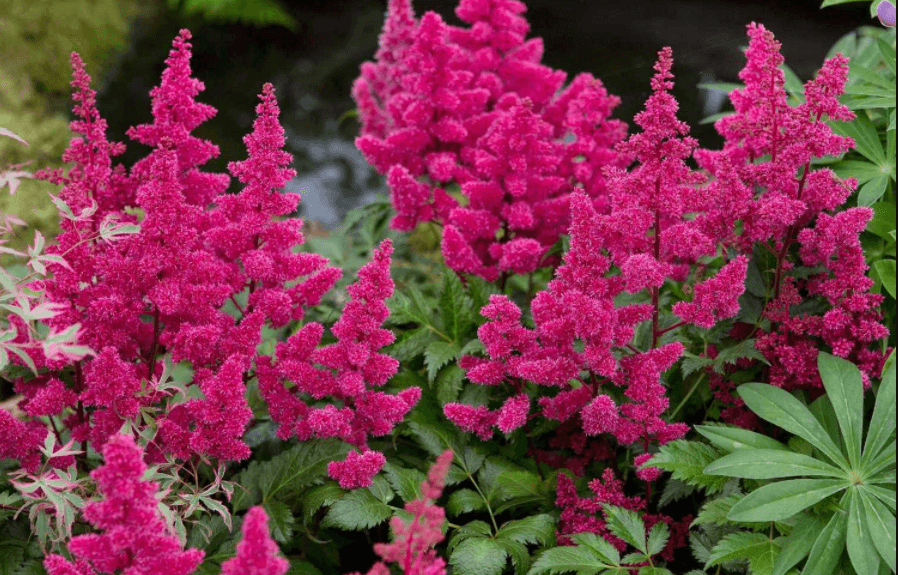 Астильба Кардинал описание сорта характеристики особенности посадки и выращивания отзывы