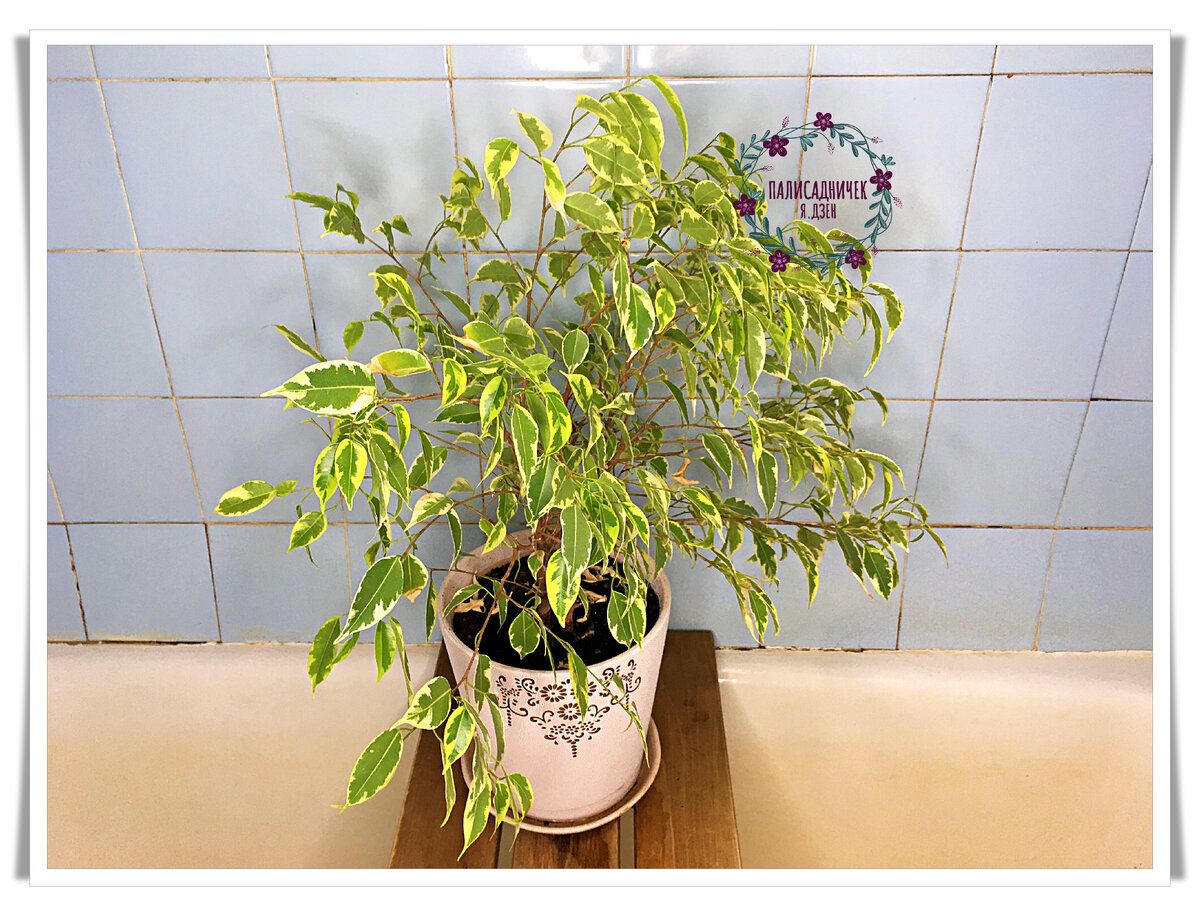 Вот примерно в таком каком-то виде мы встречали каждую весну. Палки. И немного листочков. Из года в год. На тех же ветках. Если лень читать, просто посмотрите фото ниже. Ситуация кардинально изменилась в ответ на изменения в уходе, которые я привнесла.