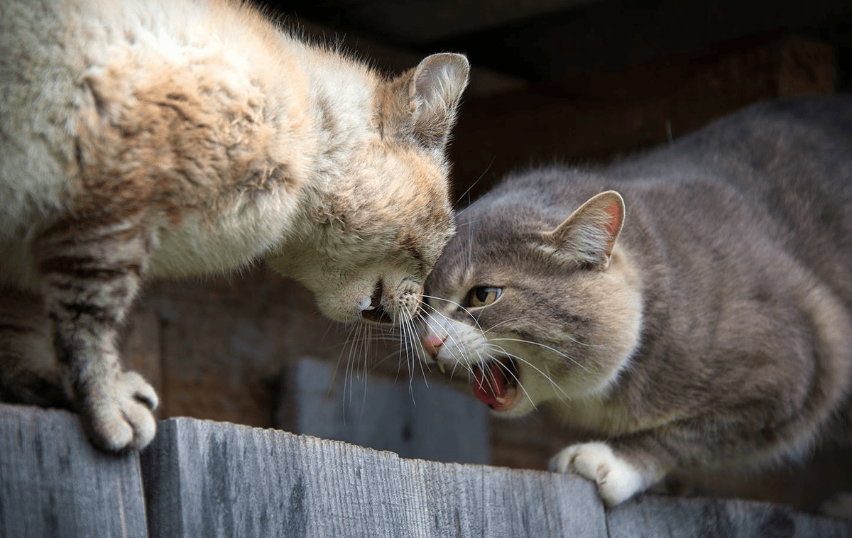 Коты не сошлись в цене