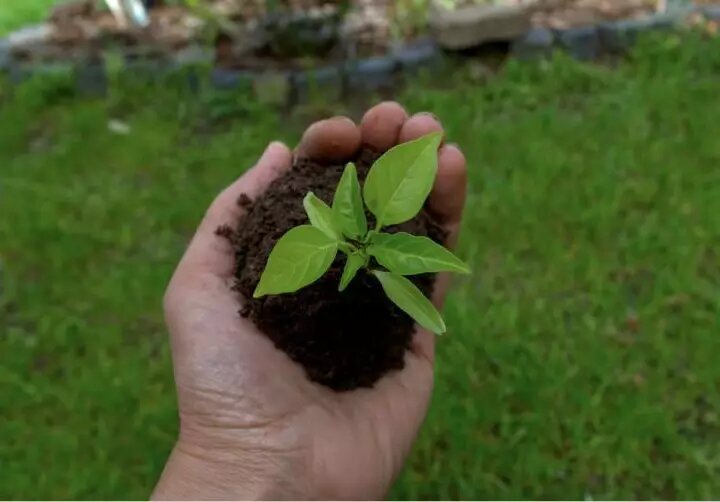 Фото pixabay/Cortech: Пересадка благоприятно сказывается на развитии растений.