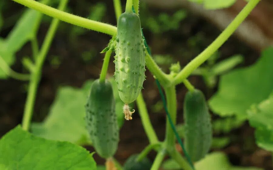 Огурцы являются популярной огородной культурой среди россиян. Фото: Pxfuel.com