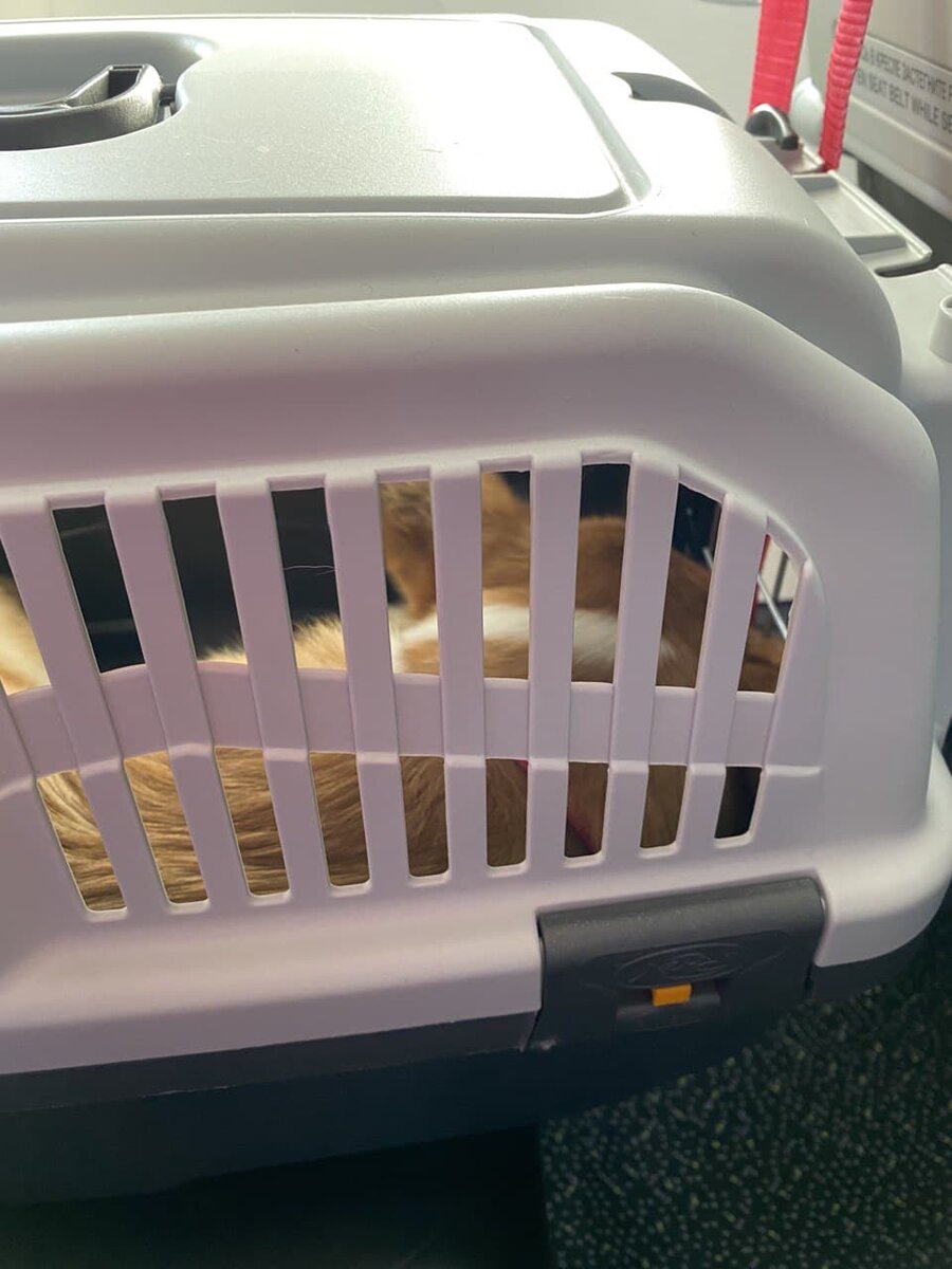 Мэгги уснула в  переноске в самолете