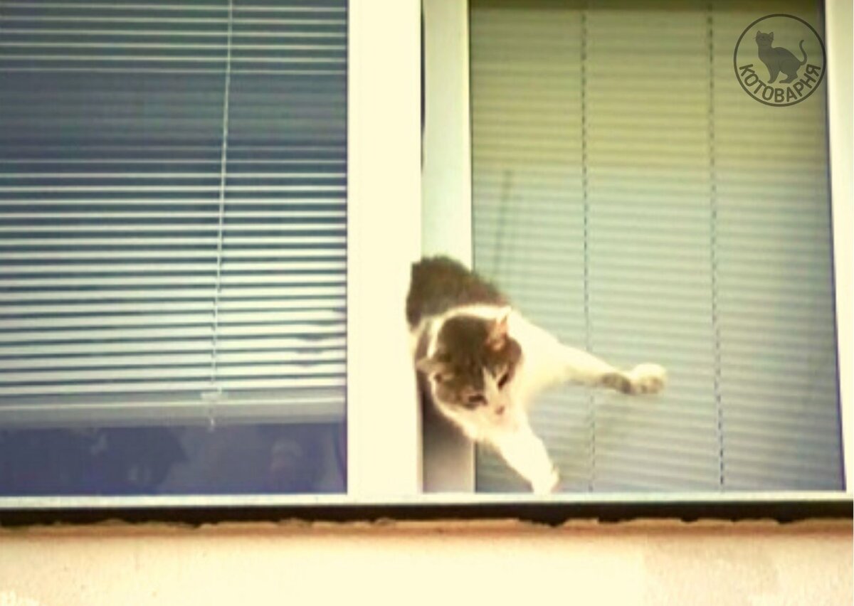 Кот пытается удрать из дома через окно. Источник: pikabu.ru