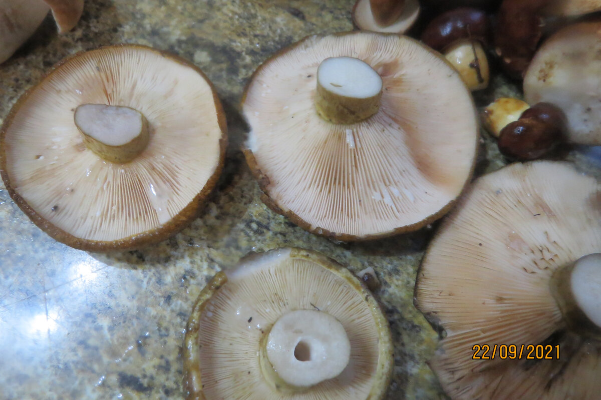 Грибы с такими пластинками будут чистыми, можно не искать дырок. Фото автора.