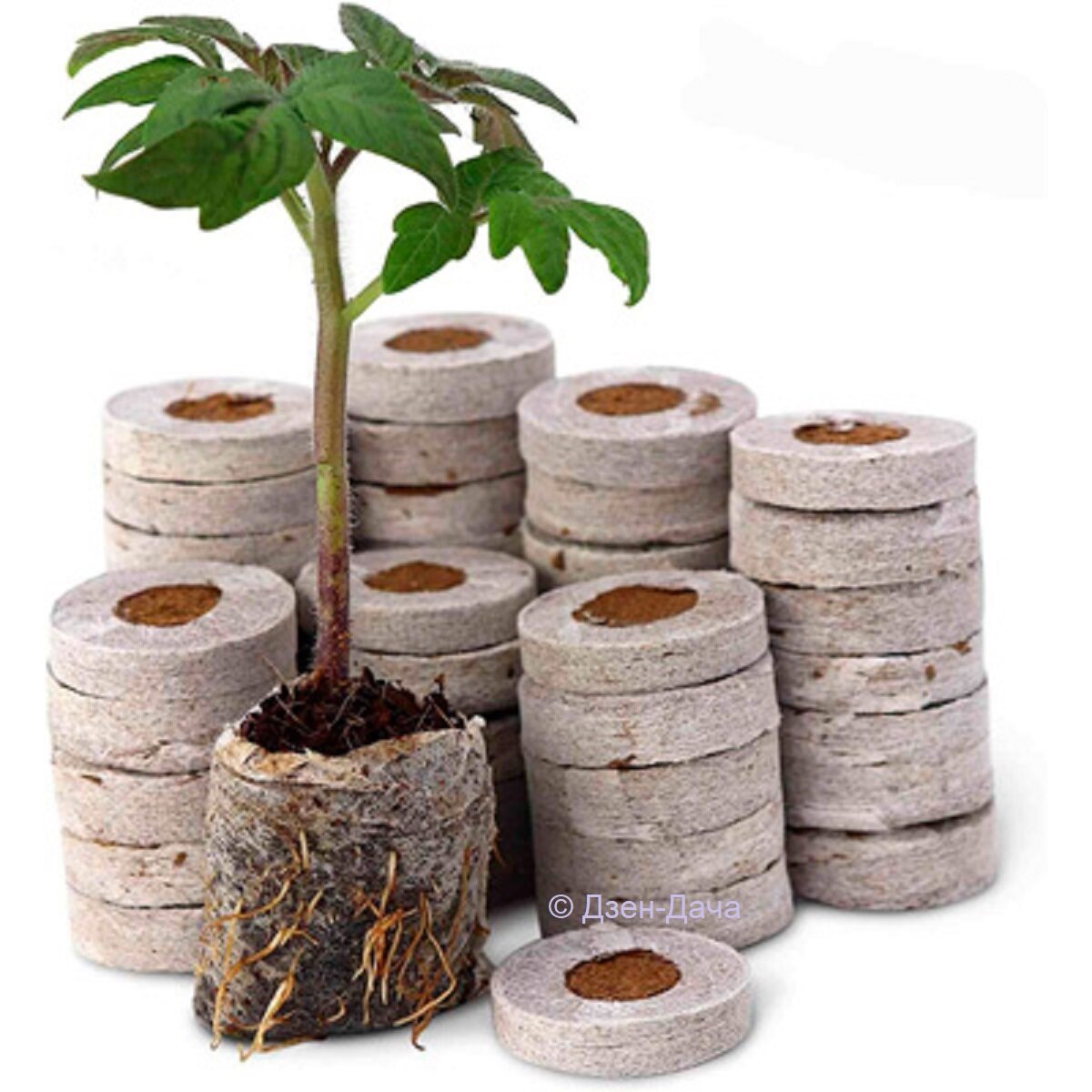 Кокосовые таблетки для рассады