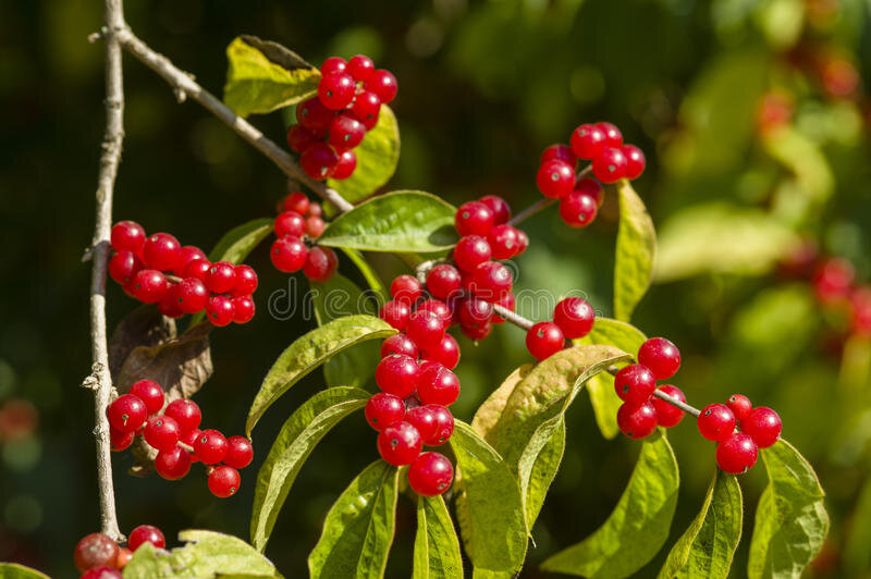 Из свободных источников. Для справки:волчьи ягоды.Ну очень ядовиты-вплоть до остановки сердца!