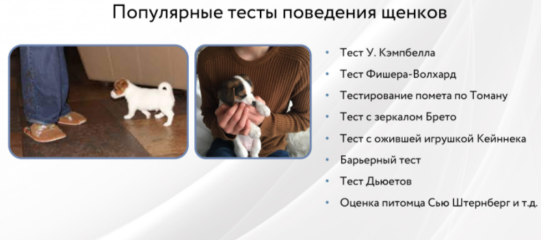  Как протестировать психику щенка? Конечно же, хозяин должен знать свое домашнее животное.-2