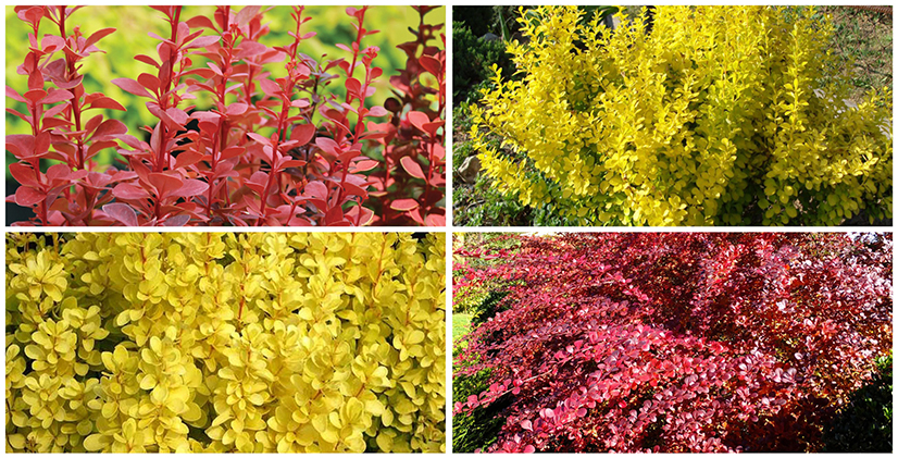 Барбарис Тунберга, сорта Orange Rocket, Aurea, Maria, Admiration Atropurpurea