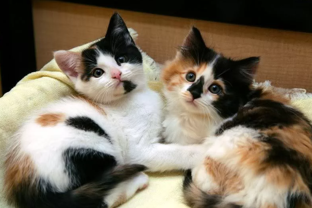 Какие котята у трехцветной кошки. Кошка породы Калико. Трехцветные Калико котята. Котята породы Калико. Окрас Калико у кошек.