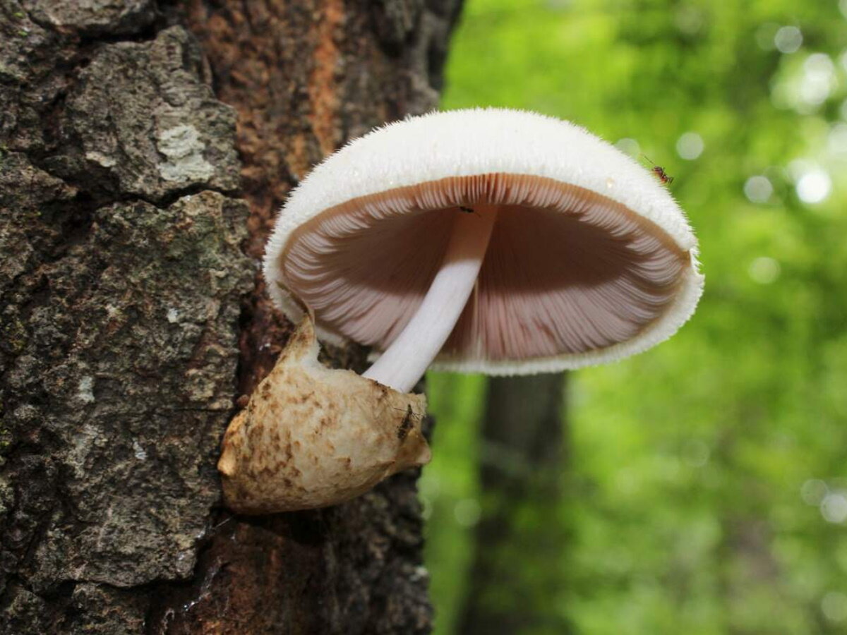 Пластинчатый гриб на дереве. Гриб Вольвариелла шелковистая. Вольвариелла шелковистая гриб съедобный. Вольвариелла вольвовая. Гриб Вольвариелла шелковистая он съедобный.