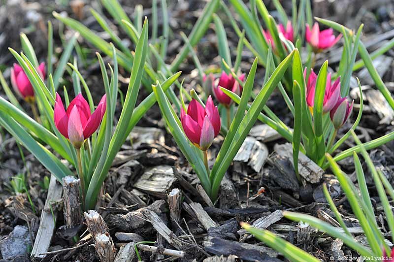 Тюльпан Липского Tulipa lipskyi