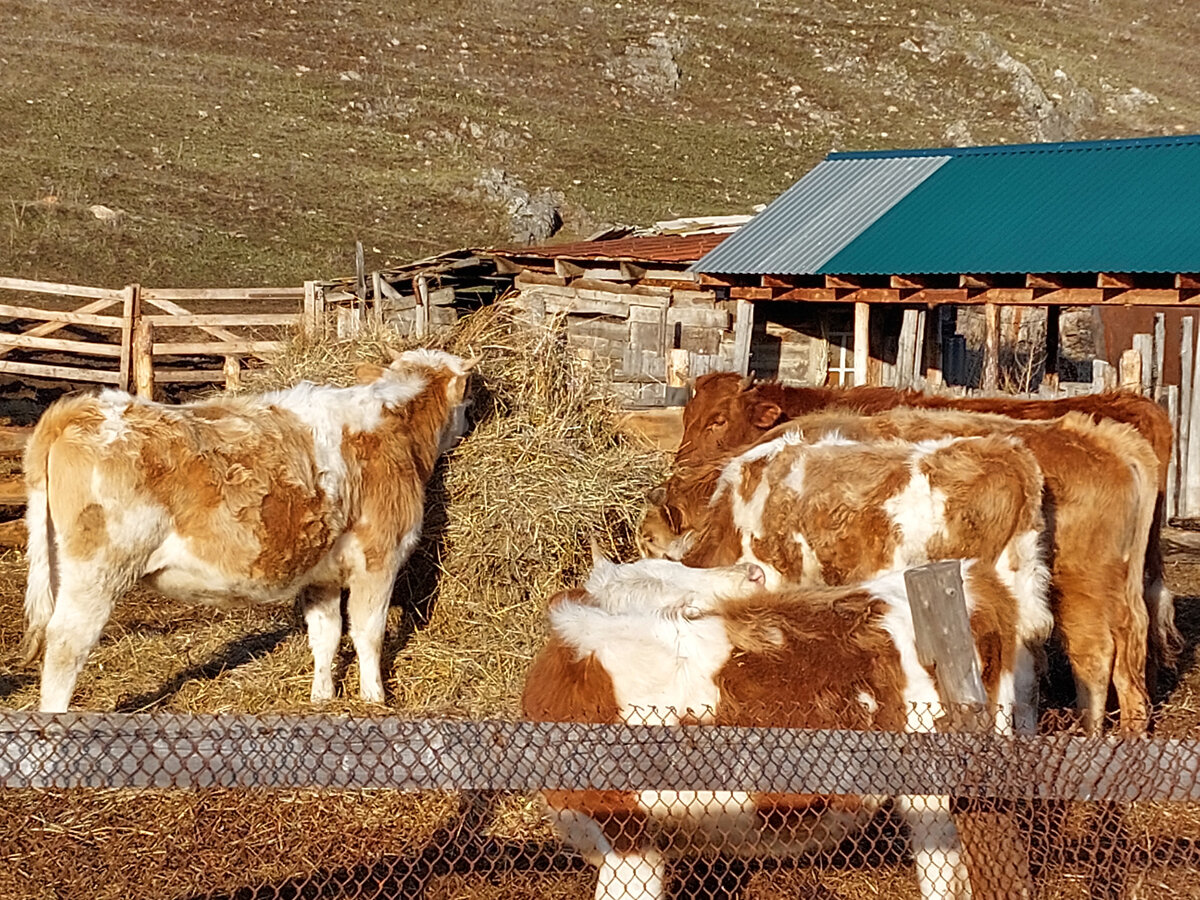 Телята из хозяйства моего племянника Григория. 