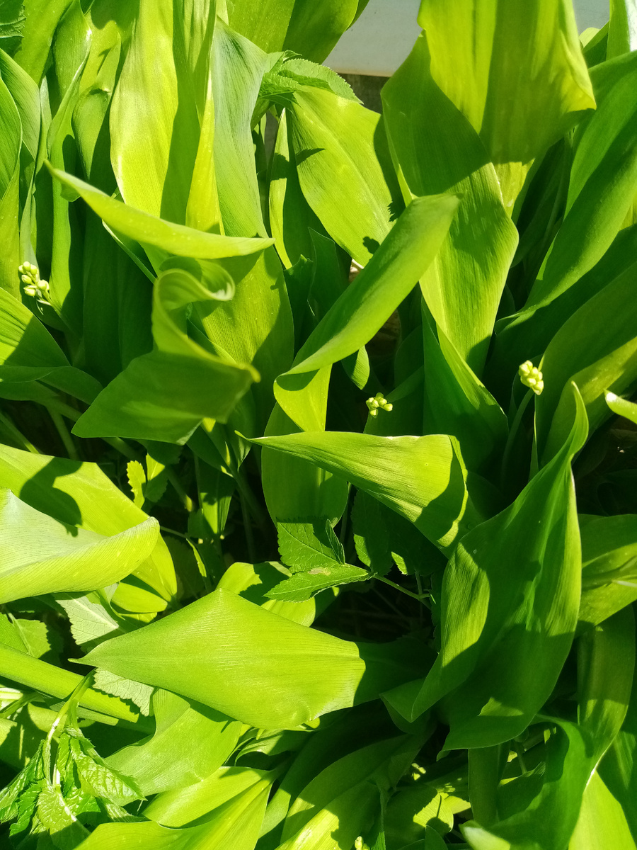 ландыши. Фото принадлежит автору канала