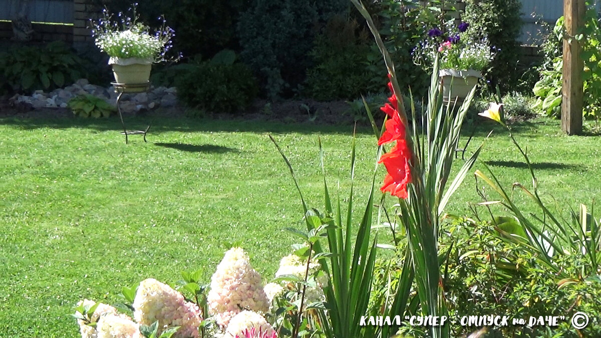 Гладиолусы - великолепное украшение любого сада! А современные сорта гладиолусов поражают своими разнообразием.-1-3