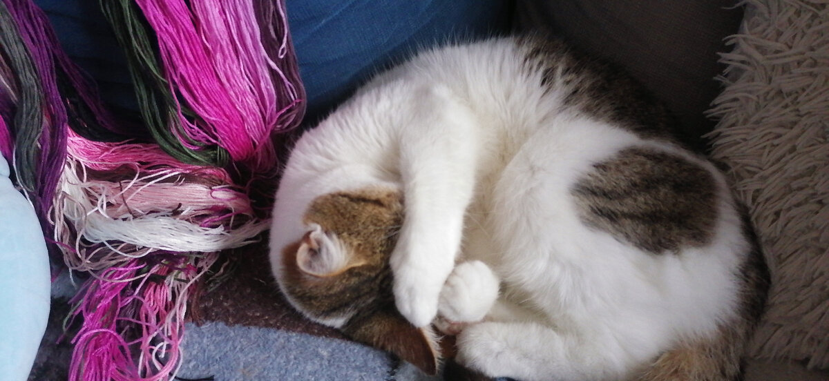 Веста уснула рядом с принадлежностями для вышивания.