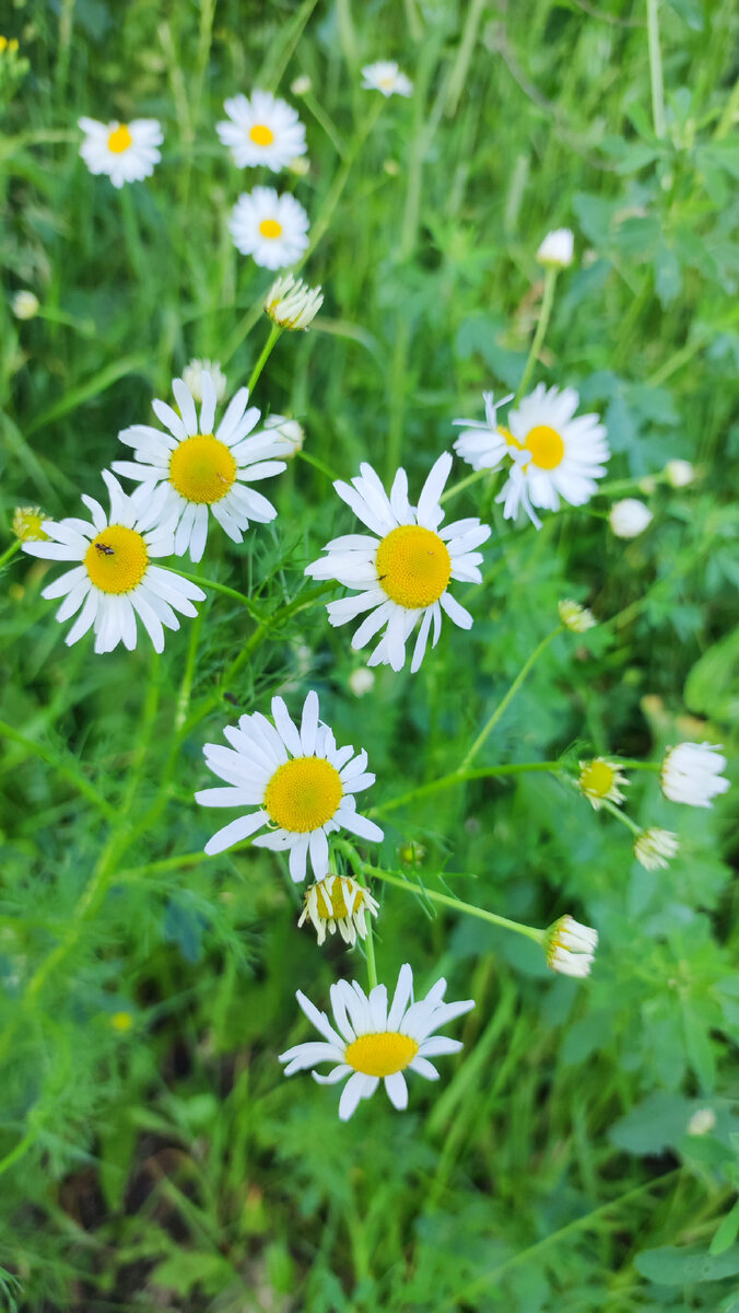 Сегодня я похожа вот на этот чудесный цветок на фото. Яркая серединка и много лепестков - событий в каждый день.