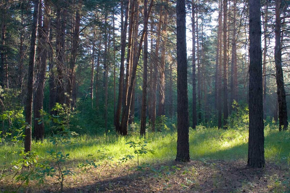 Лес одел. Муранский Бор Самарская область. Каштакский Бор Челябинск. Реликтовый лес Челябинск. Муранский лес Самарская область.