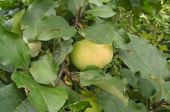 Памяти Жаворонкова. Оригинал фото https://nayablone.ru/wp-content/uploads/2020/11/pamyat-zhavoronkova-yablonya-proverennaya-godami.jpg