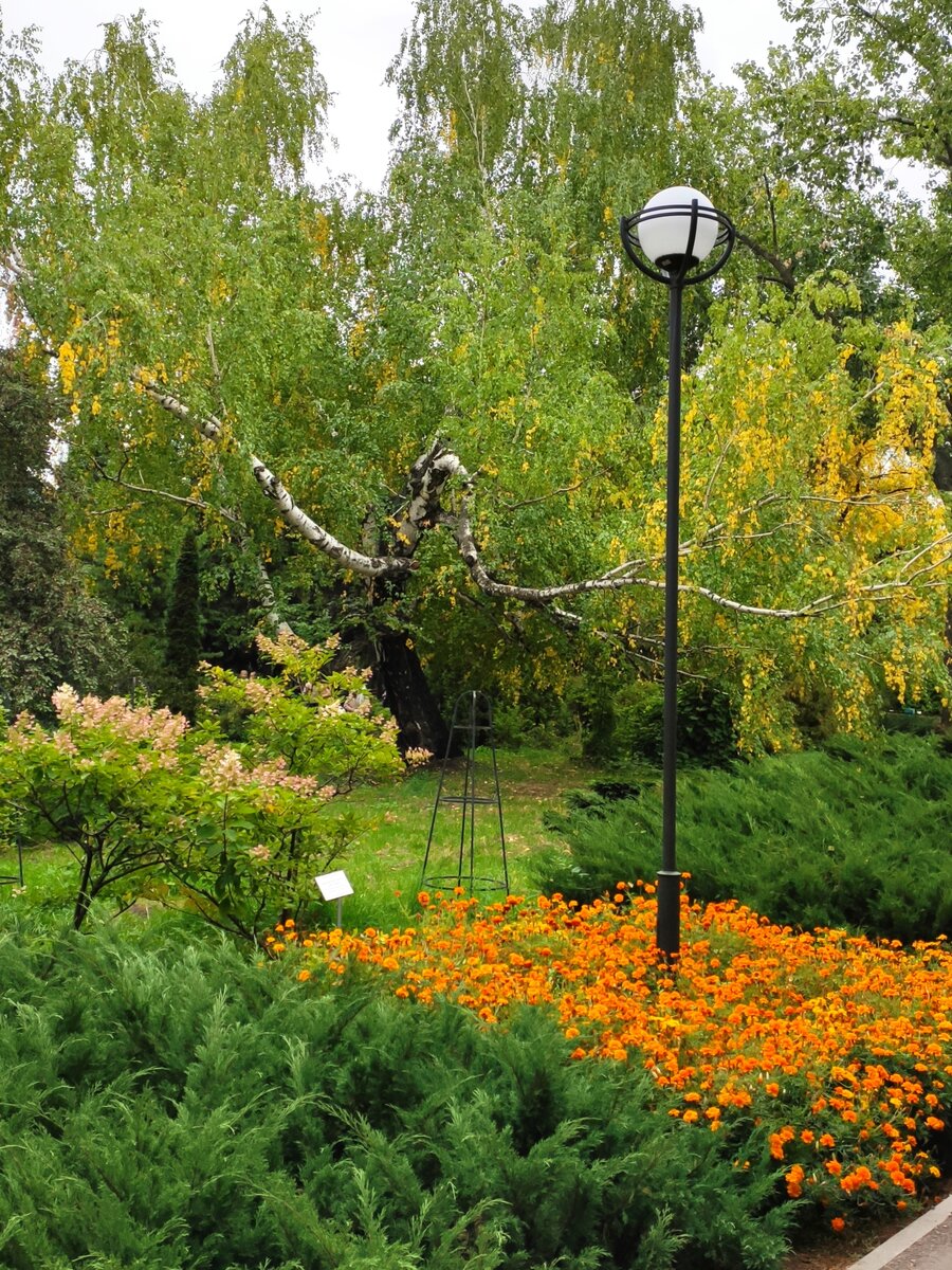 Береза, вписанная в ландшафт