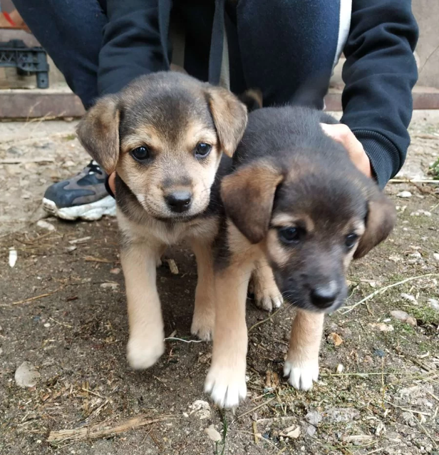 Две красотки: Кроха и Булька