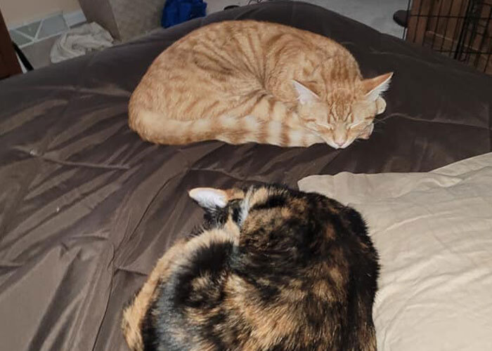 История воссоединения пожилого кота с его семьей