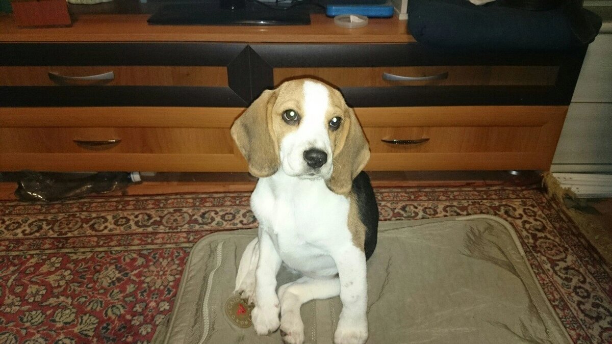 Ассоль. Ася.