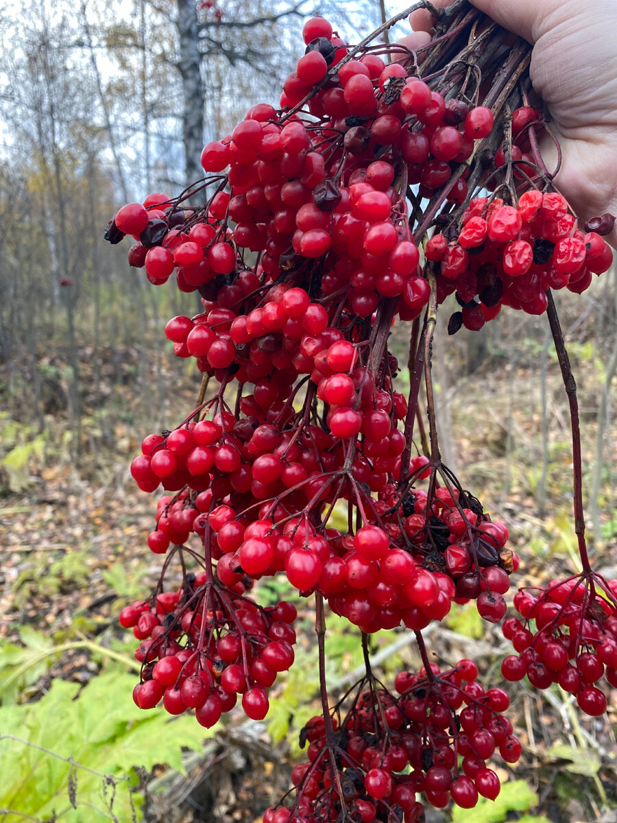 Калина - сильный антисептик , она не портится в течении долгого времени. Собирают ягоды с сентября и до весны в сухую погоду. Обычно ягоды срезают вместе с плодоножками , чтобы избежать повреждения , складывают в корзину , ящик отправляют на сушку . Пучки по 10-15 кистей скручивают мягкой проволокой и подвешивают на чердаке , балконе , в сарае. Лучше сушить в сушилках при температуре 60-80 градусов . После сушки плоды отсортировывают , отделяют посторонние примеси и плодоножки . Хранят в хорошем проветриваемых сухих помещениях в мешках , пакетах .