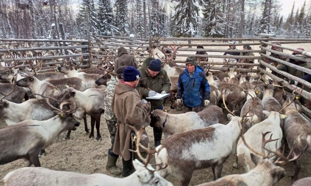    В магазины и учреждения Шурышкарского района на следующей неделе поступит свежая оленина